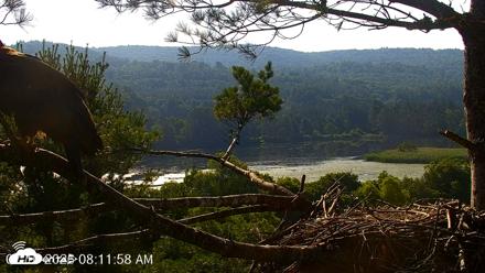 VINS Bald Eagles Nest Live Cams - Jul 16, 2026, 8:13am EDT