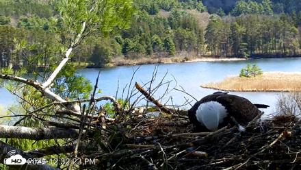 VINS Bald Eagles Nest Live Cams - Apr 24, 2026, 12:33pm EDT
