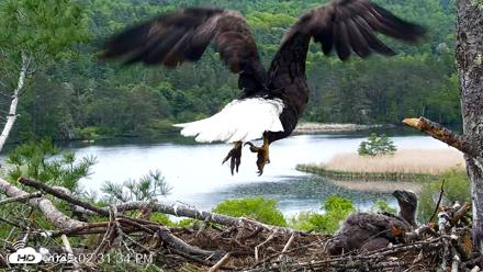 VINS Bald Eagles Nest Live Cams - May 23, 2026, 2:32pm EDT