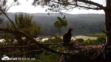 VINS Bald Eagles Nest Live Cams - Jul 9, 2026, 8:09am EDT