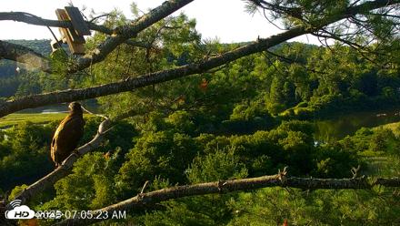 VINS Bald Eagles Nest Live Cams - Jul 23, 2026, 7:06am EDT