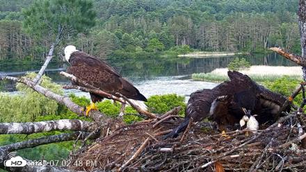 VINS Bald Eagles Nest Live Cams - Jun 24, 2026, 7:03pm EDT