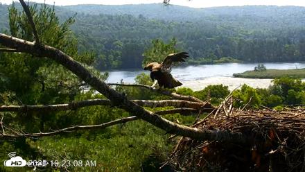 VINS Bald Eagles Nest Live Cams - Jul 16, 2026, 10:23am EDT