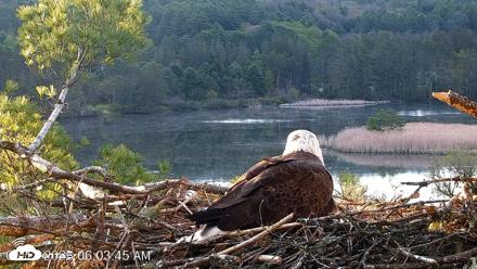 VINS Bald Eagles Nest Live Cams - May 12, 2026, 6:04am EDT