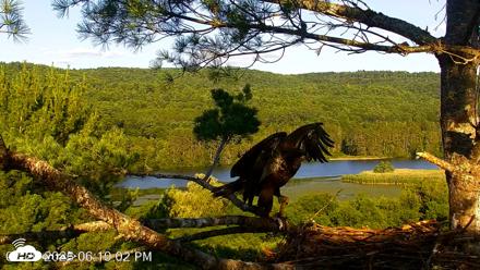 VINS Bald Eagles Nest Live Cams - Jul 20, 2026, 6:19pm EDT