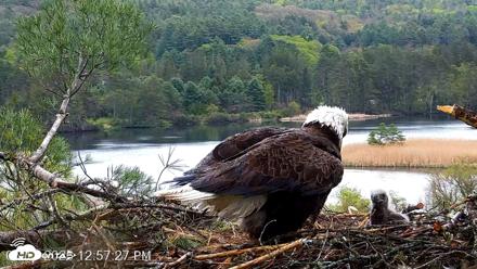 VINS Bald Eagles Nest Live Cams - May 13, 2026, 12:58pm EDT