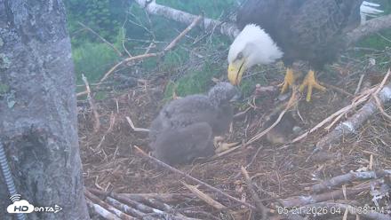 VINS Bald Eagles Nest Live Cams - May 21, 2026, 4:12pm EDT
