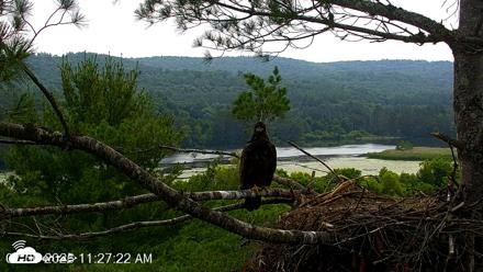 VINS Bald Eagles Nest Live Cams - Jul 6, 2026, 11:28am EDT