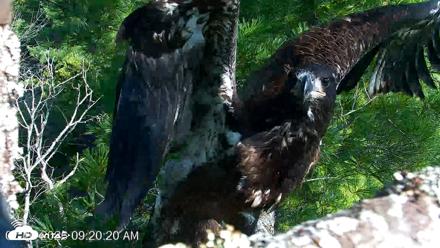 VINS Bald Eagles Nest Live Cams - Jul 26, 2026, 9:20am EDT