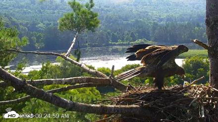 VINS Bald Eagles Nest Live Cams - Jul 26, 2026, 9:25am EDT