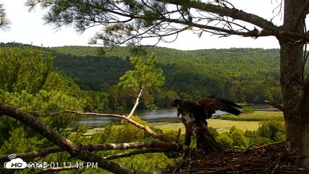 VINS Bald Eagles Nest Live Cams - Jul 20, 2026, 1:14pm EDT