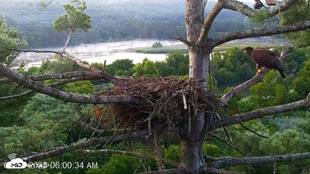 VINS Bald Eagles Nest Live Cams - Aug 14, 2026, 6:01am EDT