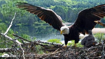 VINS Bald Eagles Nest Live Cams - May 23, 2026, 10:30am EDT