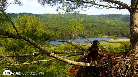 VINS Bald Eagles Nest Live Cams - Jul 3, 2026, 3:11pm EDT