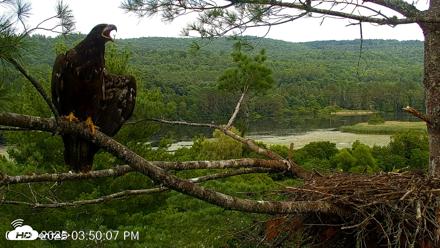 VINS Bald Eagles Nest Live Cams - Jul 26, 2026, 3:52pm EDT