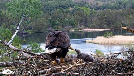 VINS Bald Eagles Nest Live Cams - May 11, 2026, 7:37pm EDT