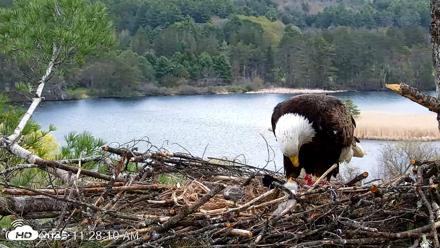 VINS Bald Eagles Nest Live Cams - May 4, 2026, 11:29am EDT