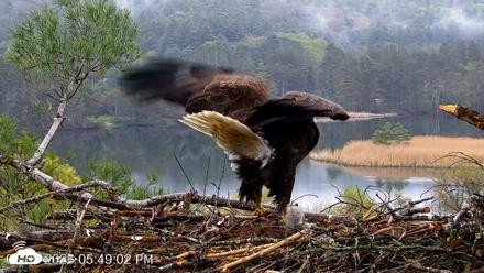 VINS Bald Eagles Nest Live Cams - May 9, 2026, 5:49pm EDT