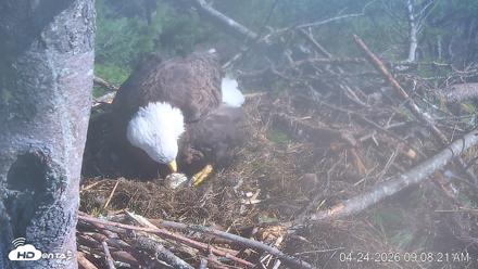 VINS Bald Eagles Nest Live Cams - Apr 24, 2026, 9:09am EDT