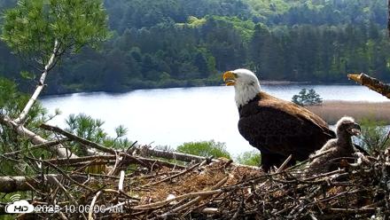 VINS Bald Eagles Nest Live Cams - May 19, 2026, 10:06am EDT