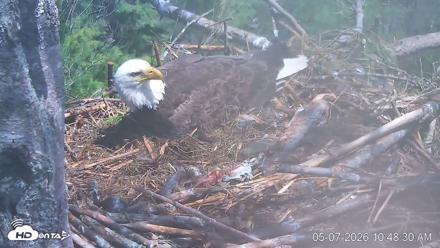 VINS Bald Eagles Nest Live Cams - May 7, 2026, 10:49am EDT