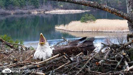 VINS Bald Eagles Nest Live Cams - Apr 12, 2026, 6:36pm EDT