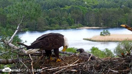 VINS Bald Eagles Nest Live Cams - May 20, 2026, 7:42pm EDT