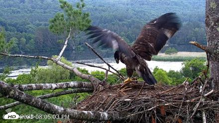 VINS Bald Eagles Nest Live Cams - Jul 1, 2026, 8:05pm EDT