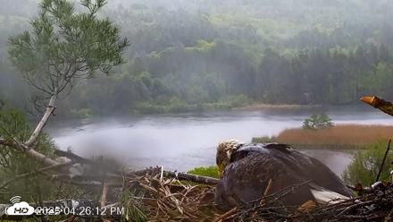 VINS Bald Eagles Nest Live Cams - May 24, 2026, 4:27pm EDT