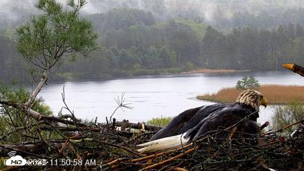 VINS Bald Eagles Nest Live Cams - May 14, 2026, 11:51am EDT
