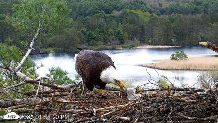 VINS Bald Eagles Nest Live Cams - May 8, 2026, 1:58pm EDT
