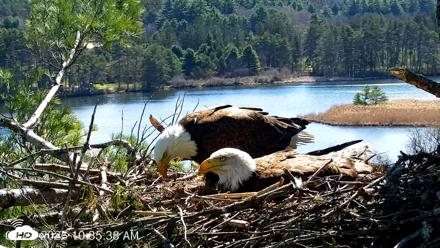VINS Bald Eagles Nest Live Cams - Apr 24, 2026, 10:36am EDT