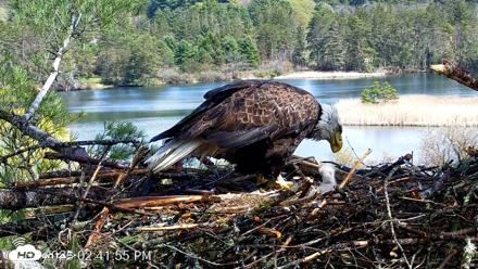 VINS Bald Eagles Nest Live Cams - May 2, 2026, 2:42pm EDT