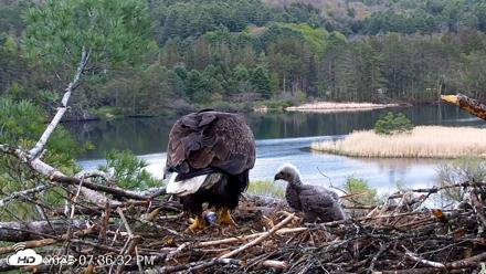 VINS Bald Eagles Nest Live Cams - May 11, 2026, 7:37pm EDT
