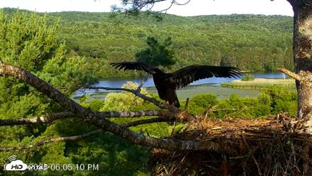 VINS Bald Eagles Nest Live Cams - Jul 17, 2026, 6:06pm EDT