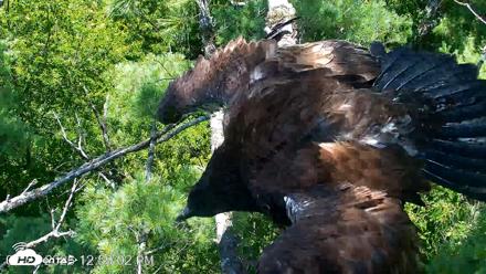 VINS Bald Eagles Nest Live Cams - Jul 27, 2026, 12:59pm EDT
