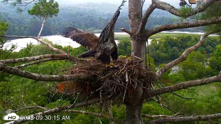 VINS Bald Eagles Nest Live Cams - Jul 28, 2026, 9:31am EDT