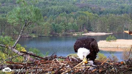 VINS Bald Eagles Nest Live Cams - May 5, 2026, 5:13pm EDT