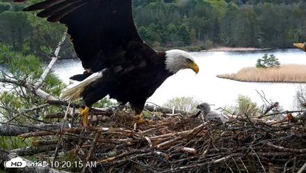 VINS Bald Eagles Nest Live Cams - May 8, 2026, 10:21am EDT