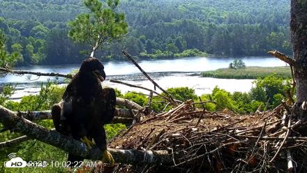 VINS Bald Eagles Nest Live Cams - Jul 3, 2026, 10:03am EDT