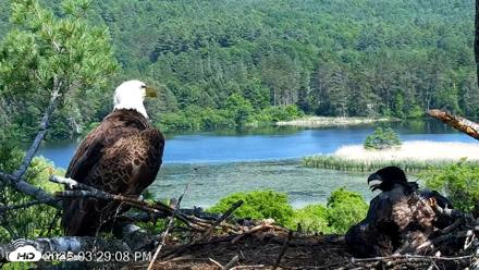 VINS Bald Eagles Nest Live Cams - Jun 12, 2026, 3:29pm EDT