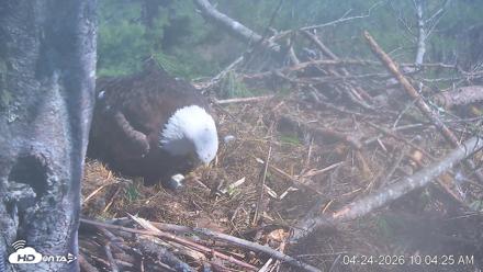 VINS Bald Eagles Nest Live Cams - Apr 24, 2026, 10:05am EDT