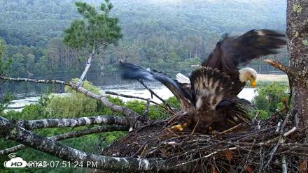 VINS Bald Eagles Nest Live Cams - Jul 2, 2026, 7:52pm EDT