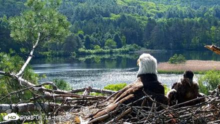 VINS Bald Eagles Nest Live Cams - Jun 1, 2026, 9:45am EDT