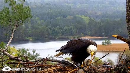 VINS Bald Eagles Nest Live Cams - May 6, 2026, 3:27pm EDT