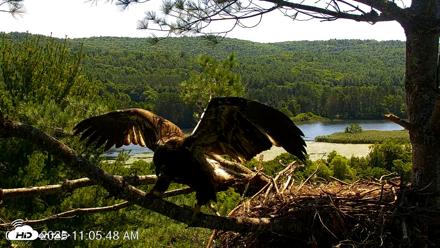 VINS Bald Eagles Nest Live Cams - Jul 17, 2026, 11:07am EDT