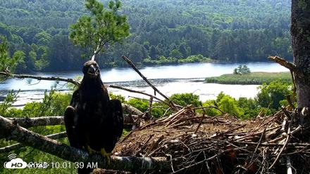 VINS Bald Eagles Nest Live Cams - Jul 3, 2026, 10:02am EDT