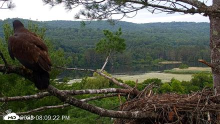 VINS Bald Eagles Nest Live Cams - Jul 13, 2026, 8:10pm EDT