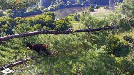VINS Bald Eagles Nest Live Cams - Jul 26, 2026, 9:29am EDT