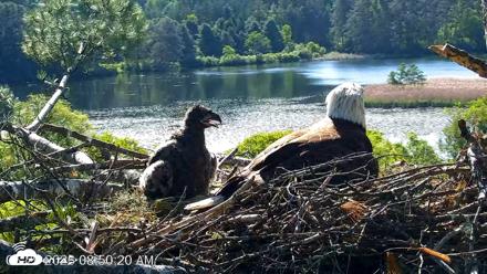 VINS Bald Eagles Nest Live Cams - May 29, 2026, 8:51am EDT